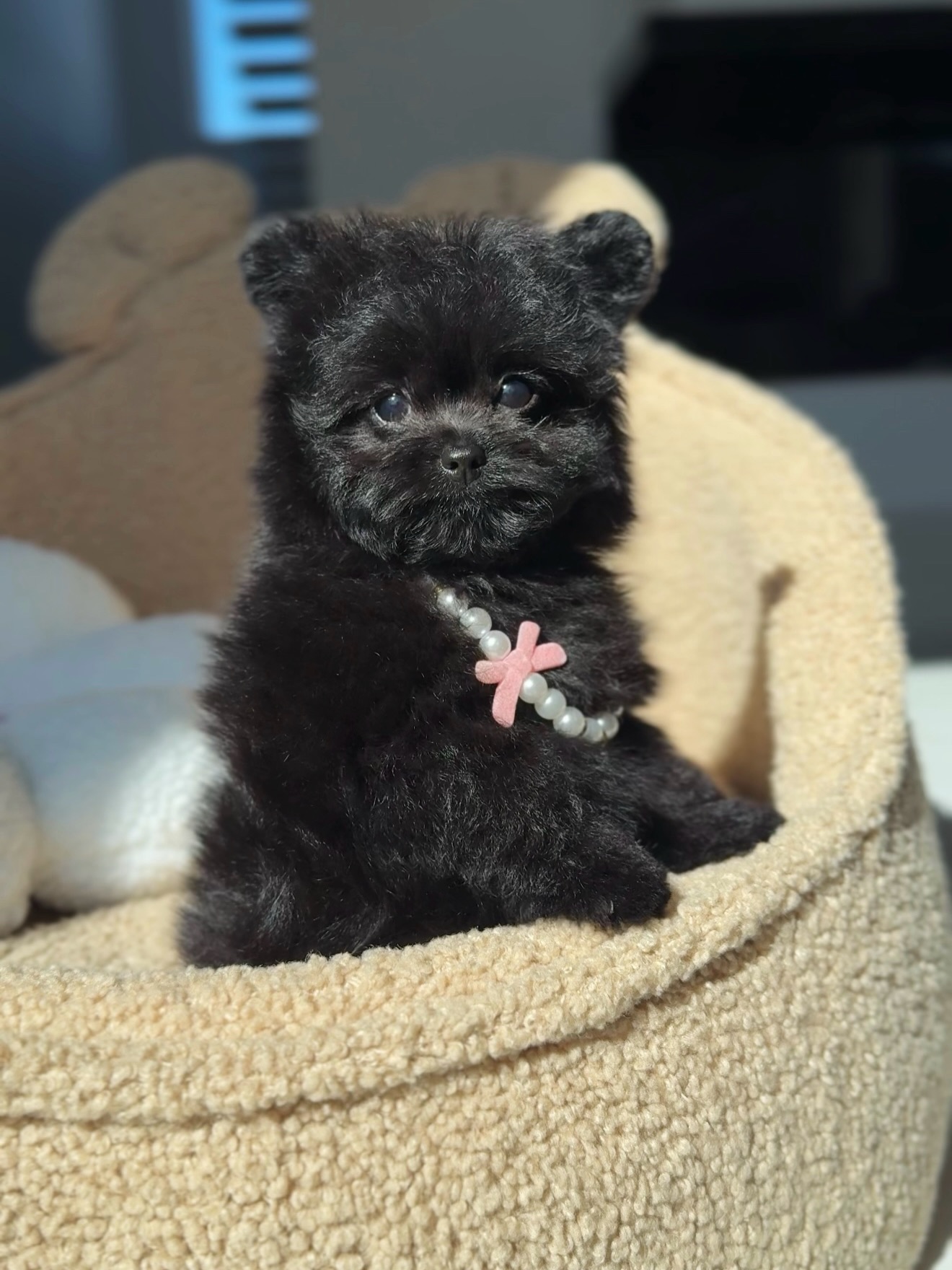 Black puppy Cooper seated on a cream dog bed wearing a pearl-style collar with a pink charm