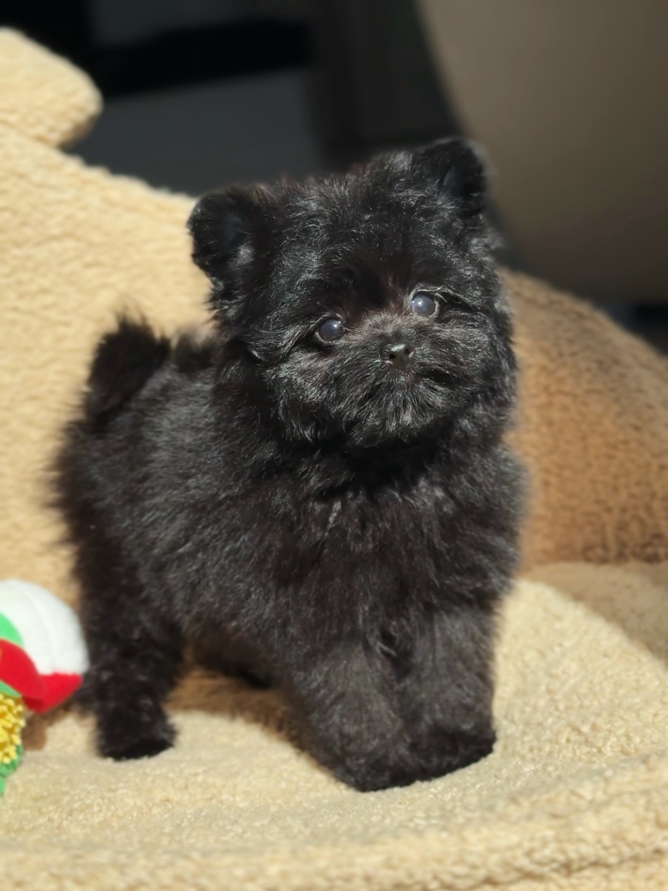 Cooper standing on a cream dog bed beside a colorful plush toy