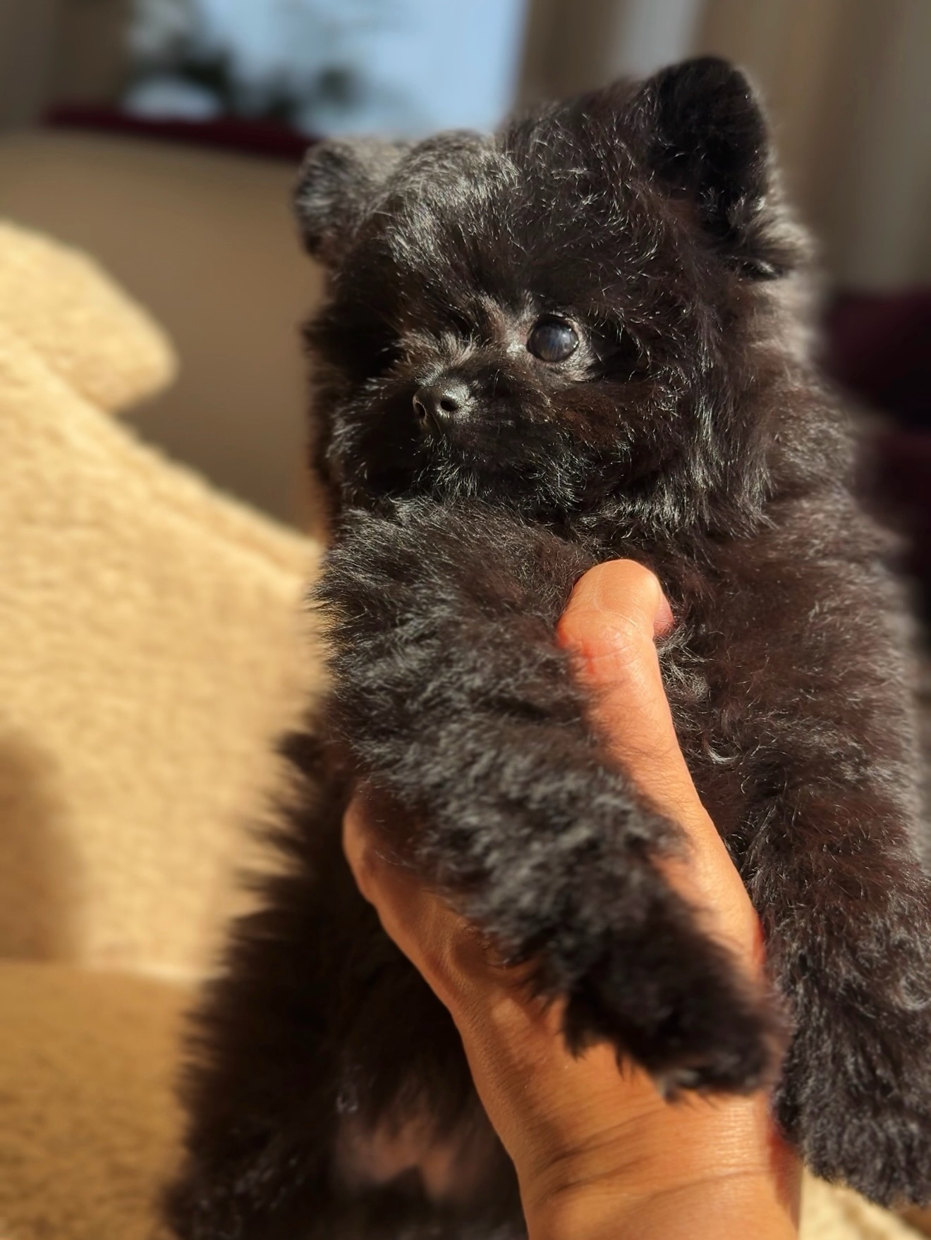 Close side portrait of Cooper gently supported in a person's hand