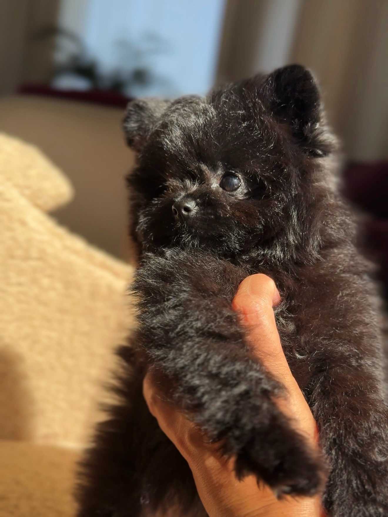 Cooper looking to one side while being gently held