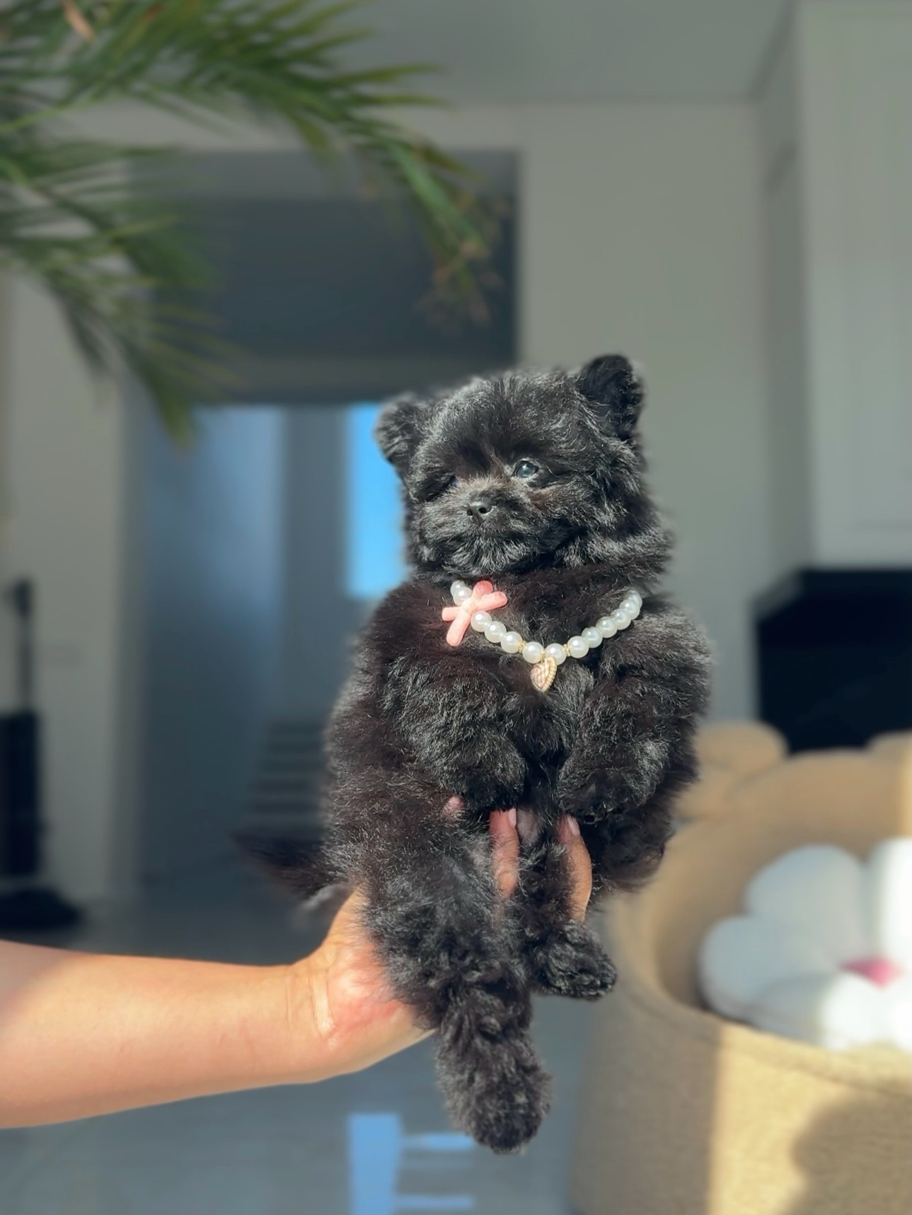 Cooper held up for a portrait wearing a pearl-style collar with a pink charm