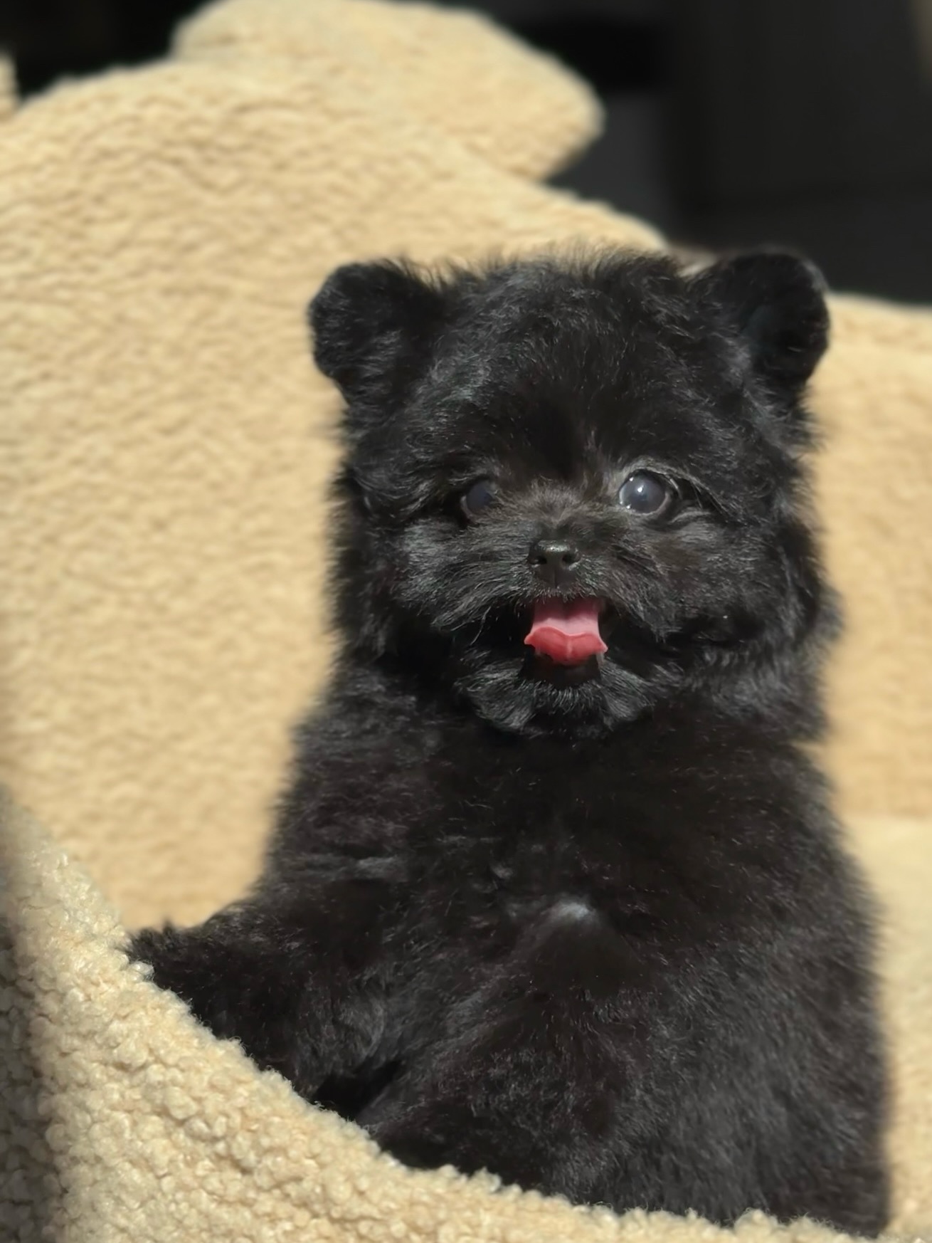 Cooper looking toward the camera with his tongue out on a cream bed