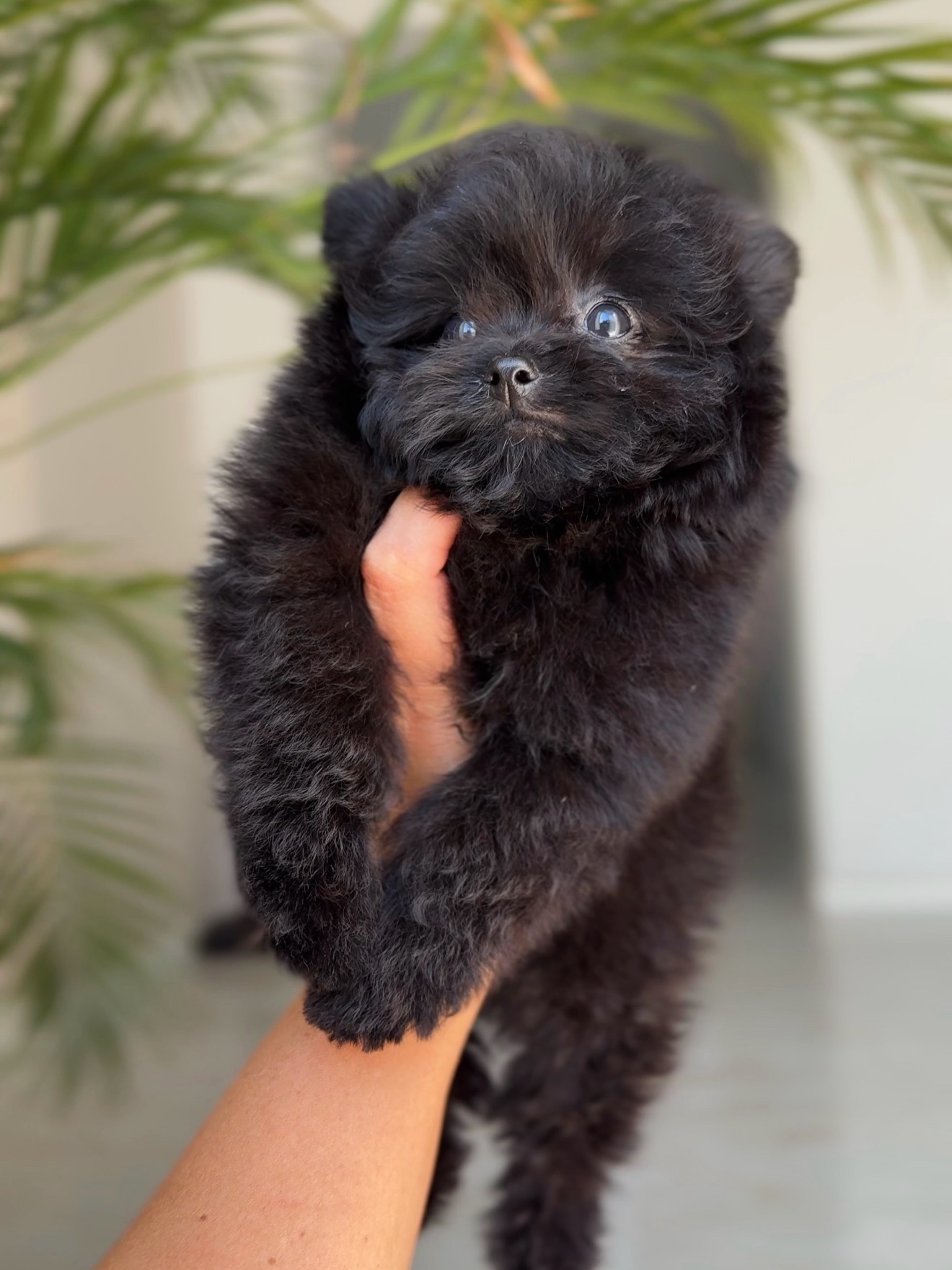 Cooper gently supported in a hand with green leaves in the background