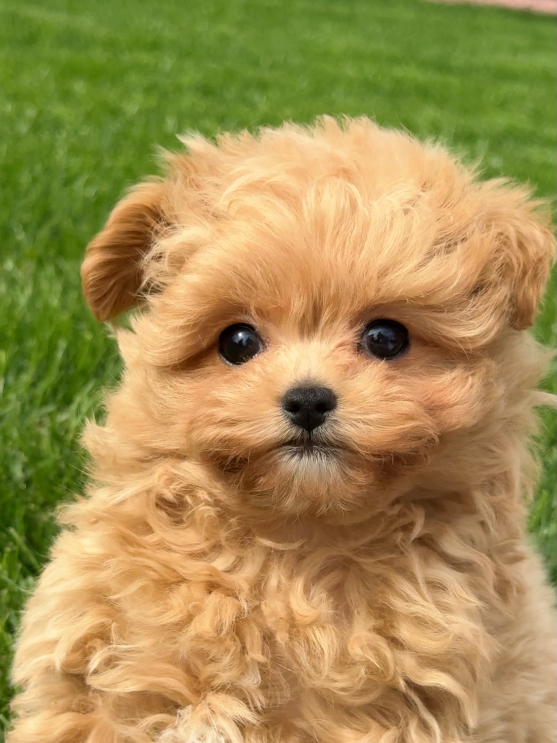 Close-up portrait of fluffy apricot Grace against green grass