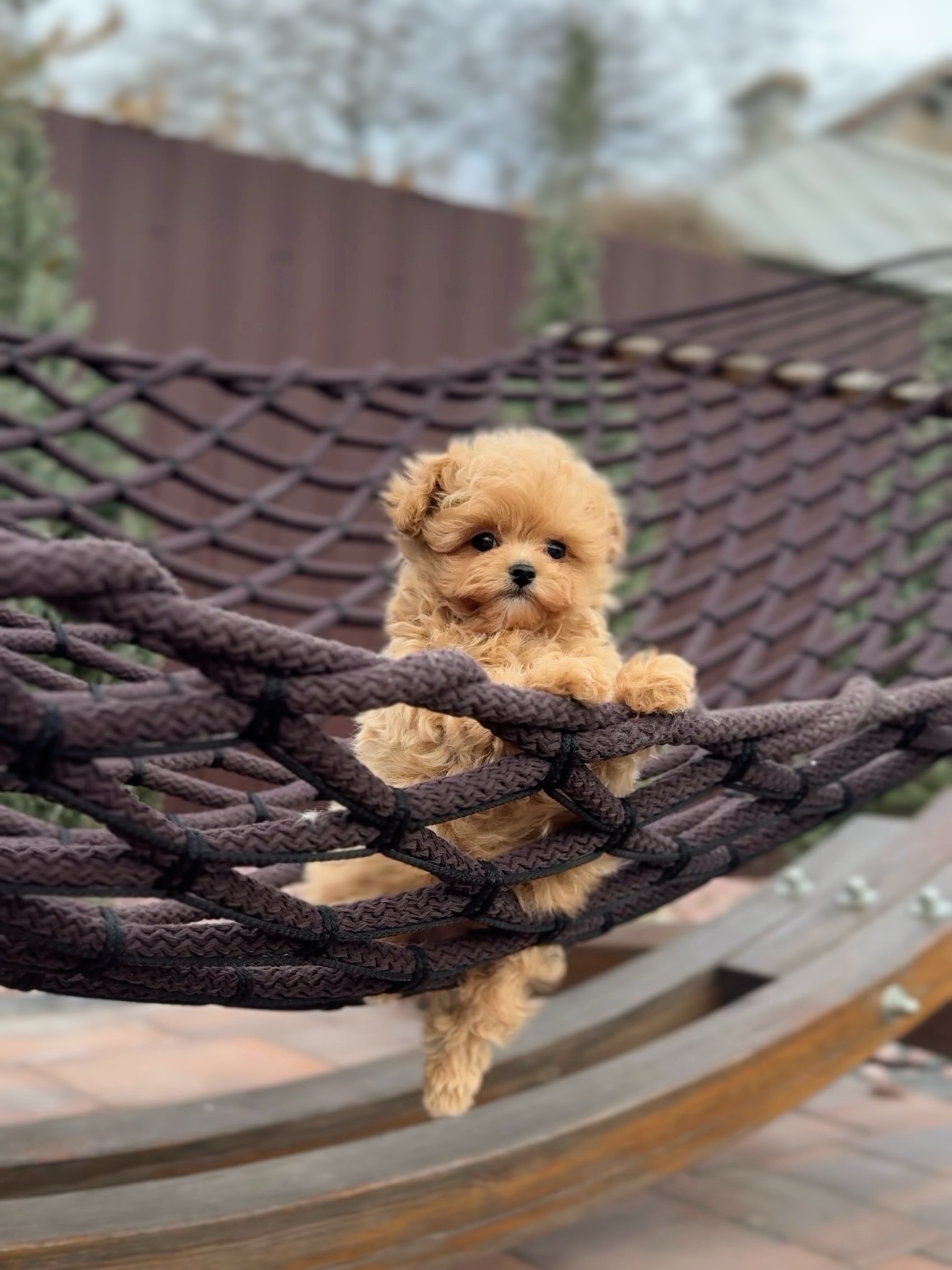 Grace peeking over the rope edge of an outdoor hammock