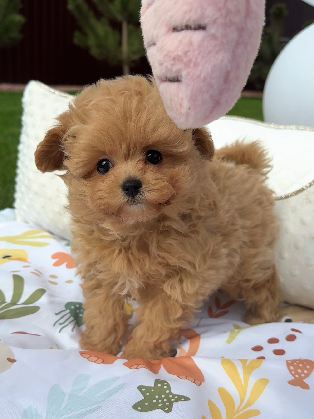 Grace standing on a patterned blanket outdoors near a pink plush toy