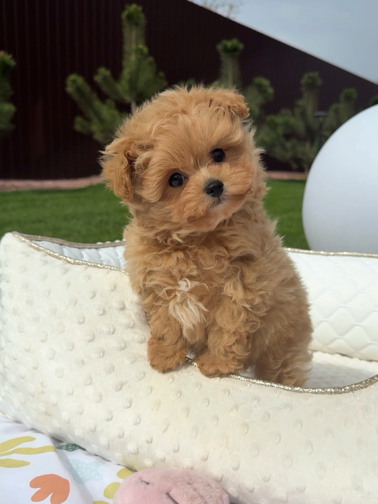 Grace sitting with her head tilted on a white outdoor cushion