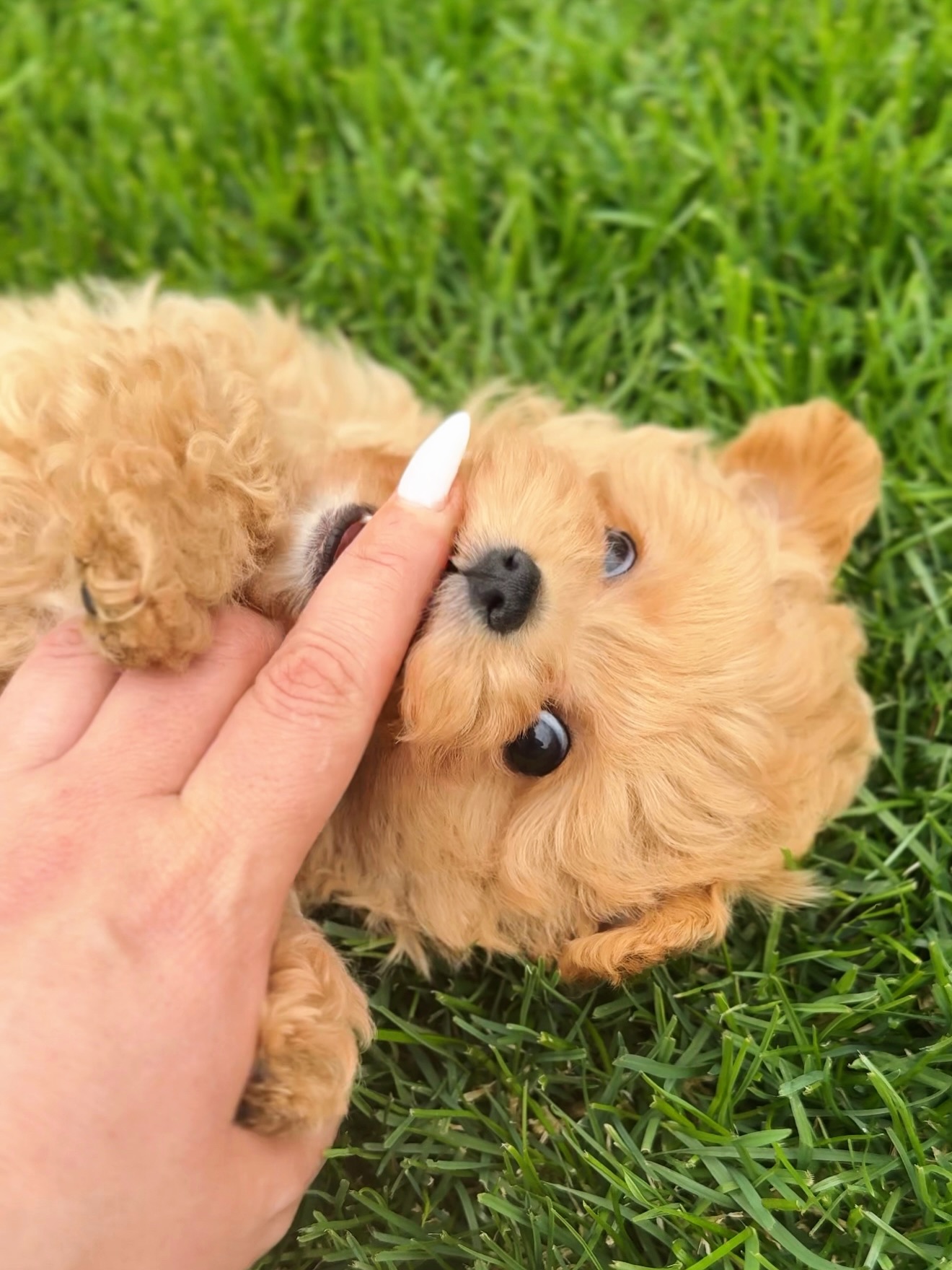 Grace lying on green grass while a hand gently touches her