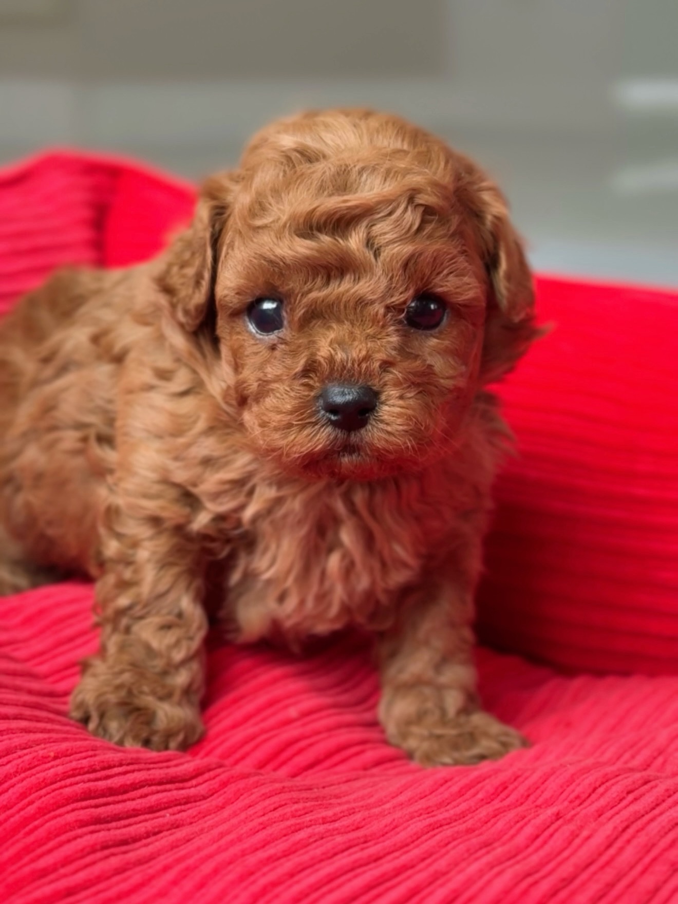 Apricot Jack sitting on a bright red ribbed dog bed and looking toward the camera