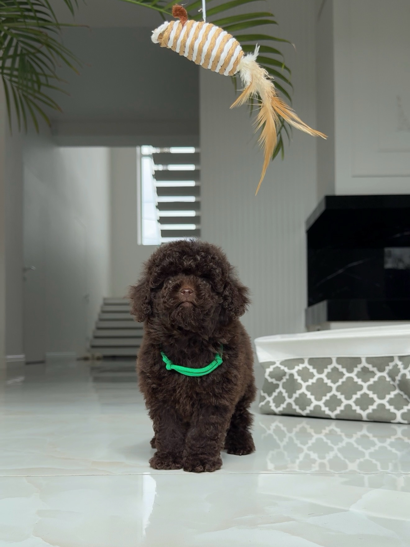 Jessie seated on a bright floor beneath a hanging feathered toy