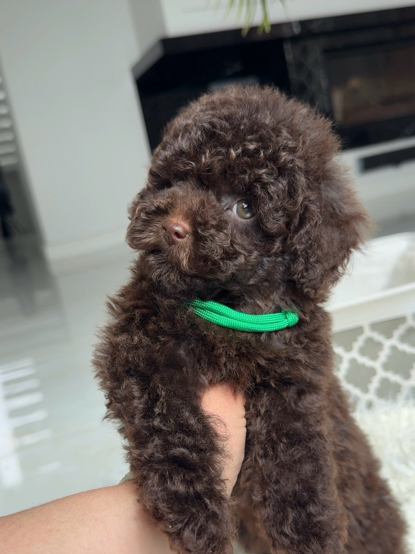 Side portrait of curly brown Jessie wearing a green collar while gently held
