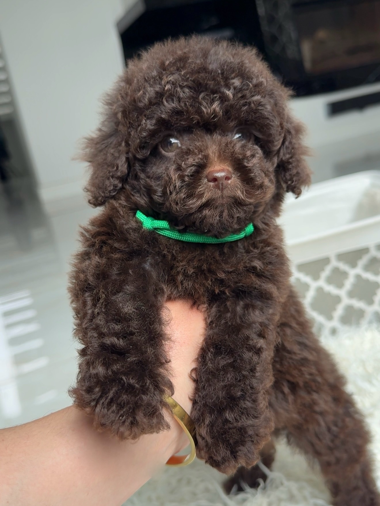 Jessie facing the camera while gently supported in a hand, her green collar visible