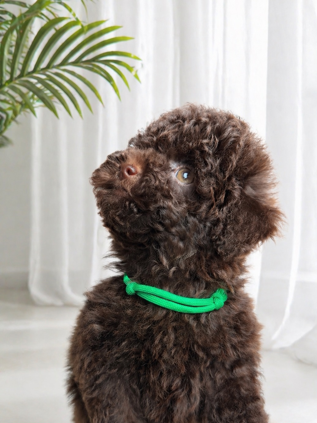 Side profile of Jessie beside a white curtain and green leaves
