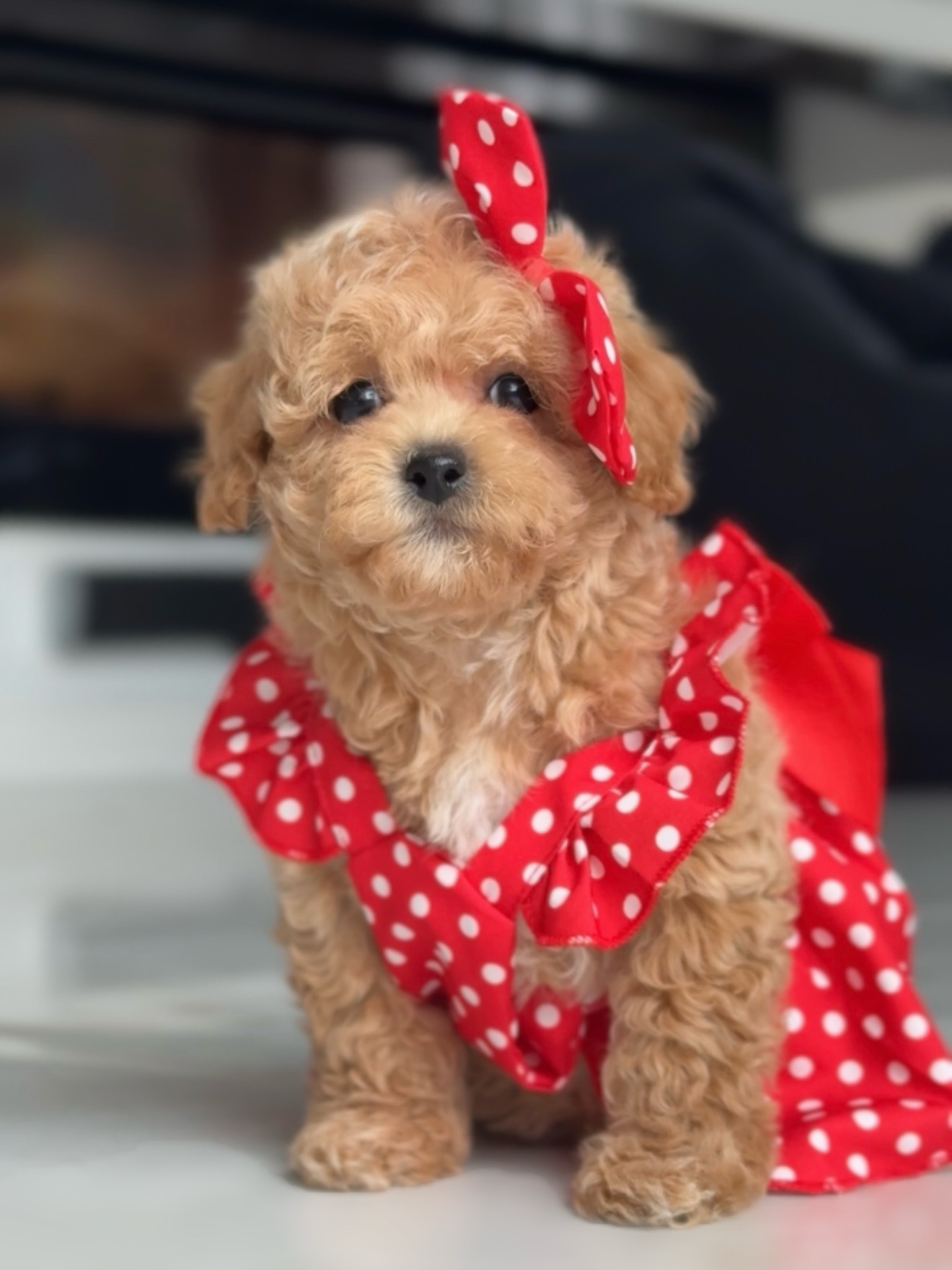 Close portrait of Lisa wearing a red polka-dot bow and dress