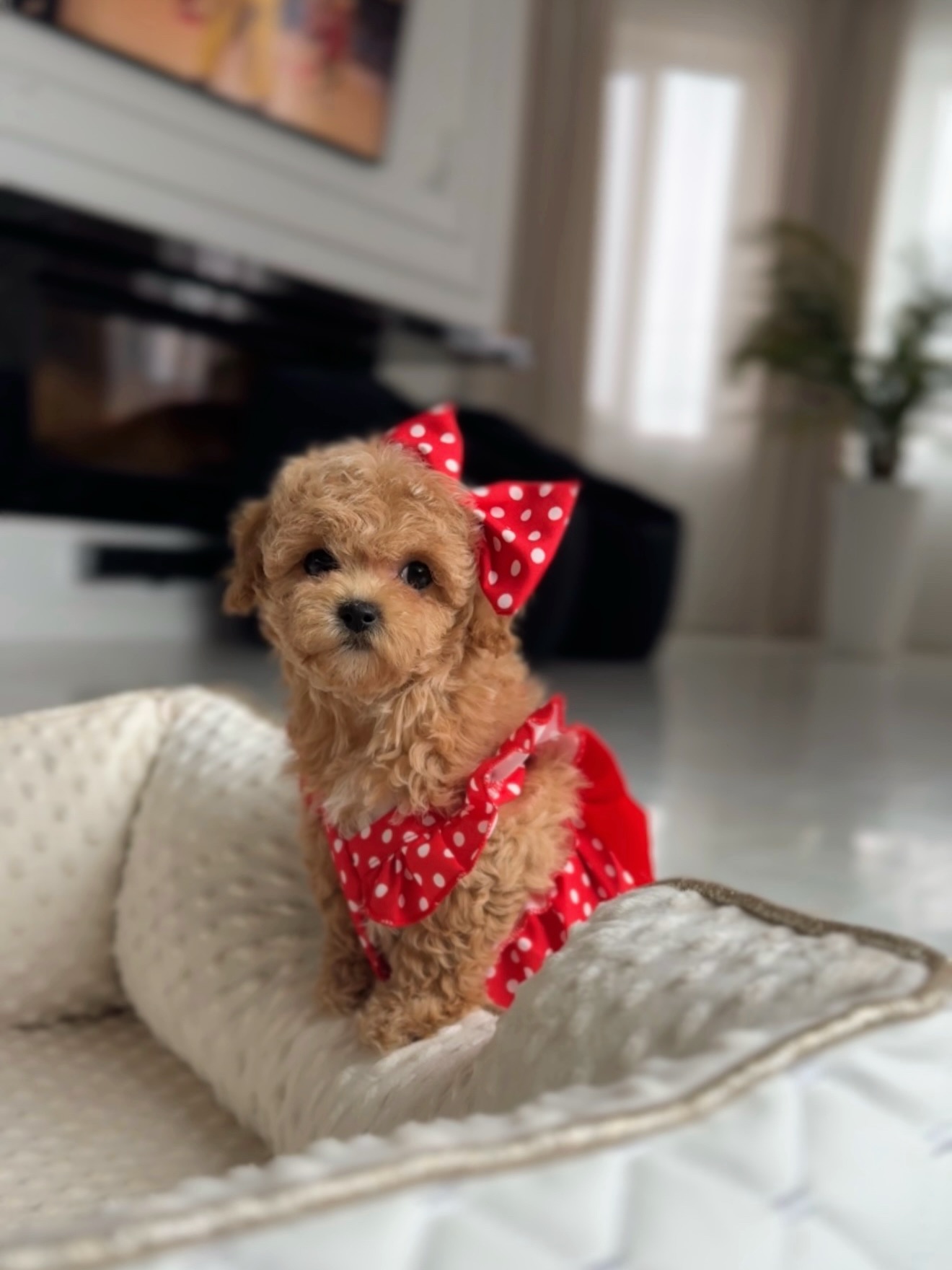 Lisa sitting on a white dog bed in her red polka-dot outfit