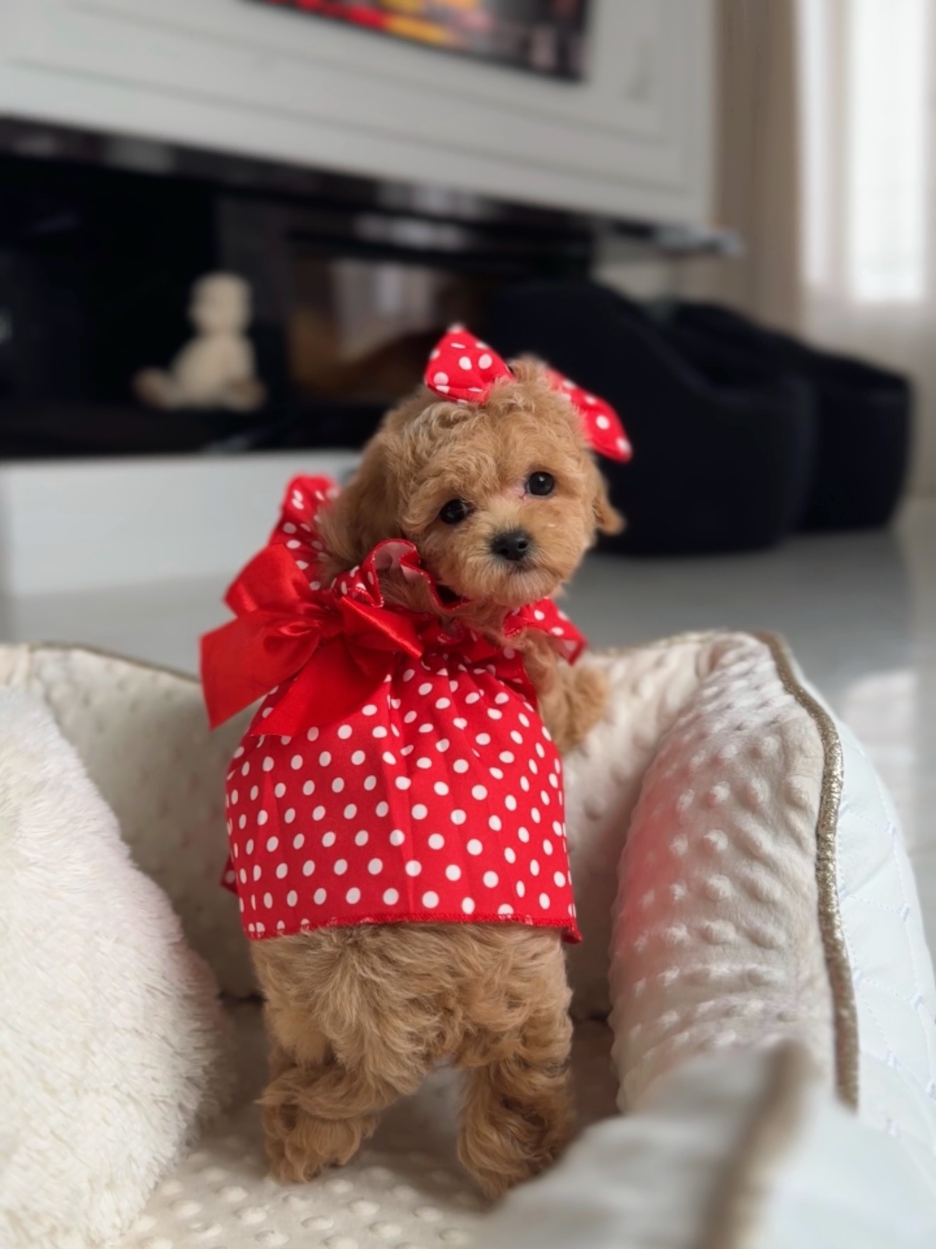 Lisa between soft white dog-bed bolsters in her red polka-dot outfit