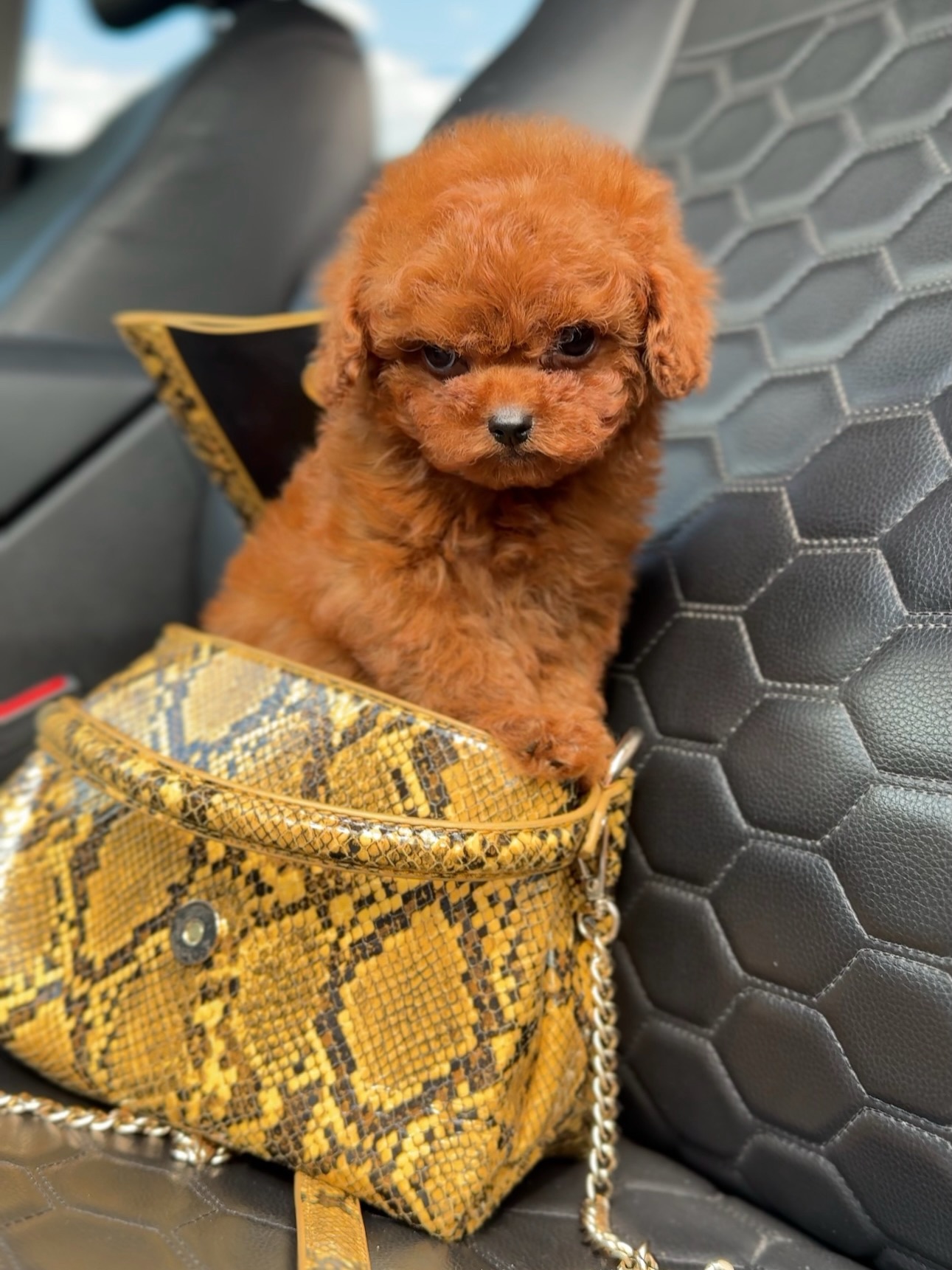 Mike peeking over the edge of a yellow patterned bag on a car seat
