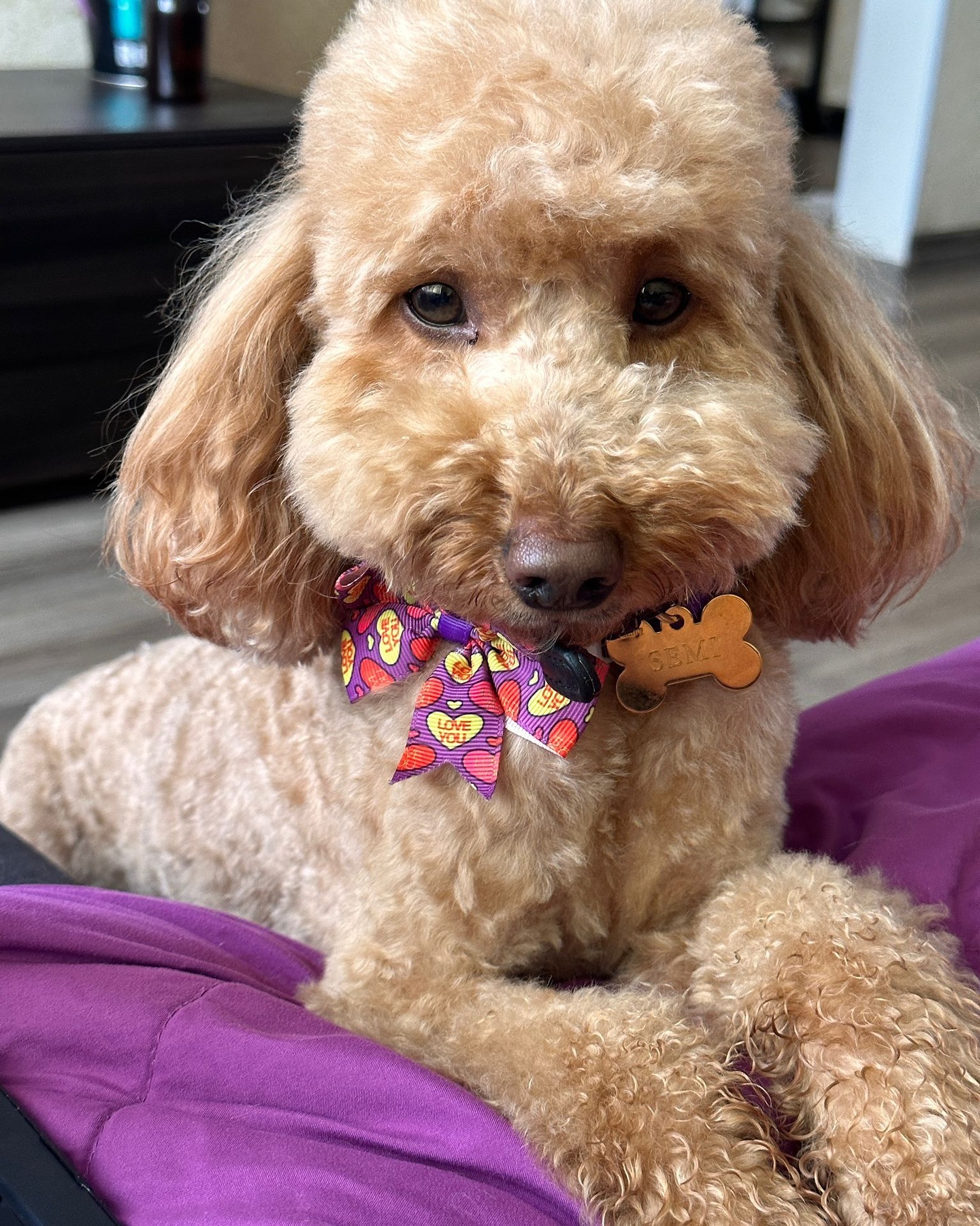 Apricot poodle wearing a purple bowtie; sold photo is softly blurred