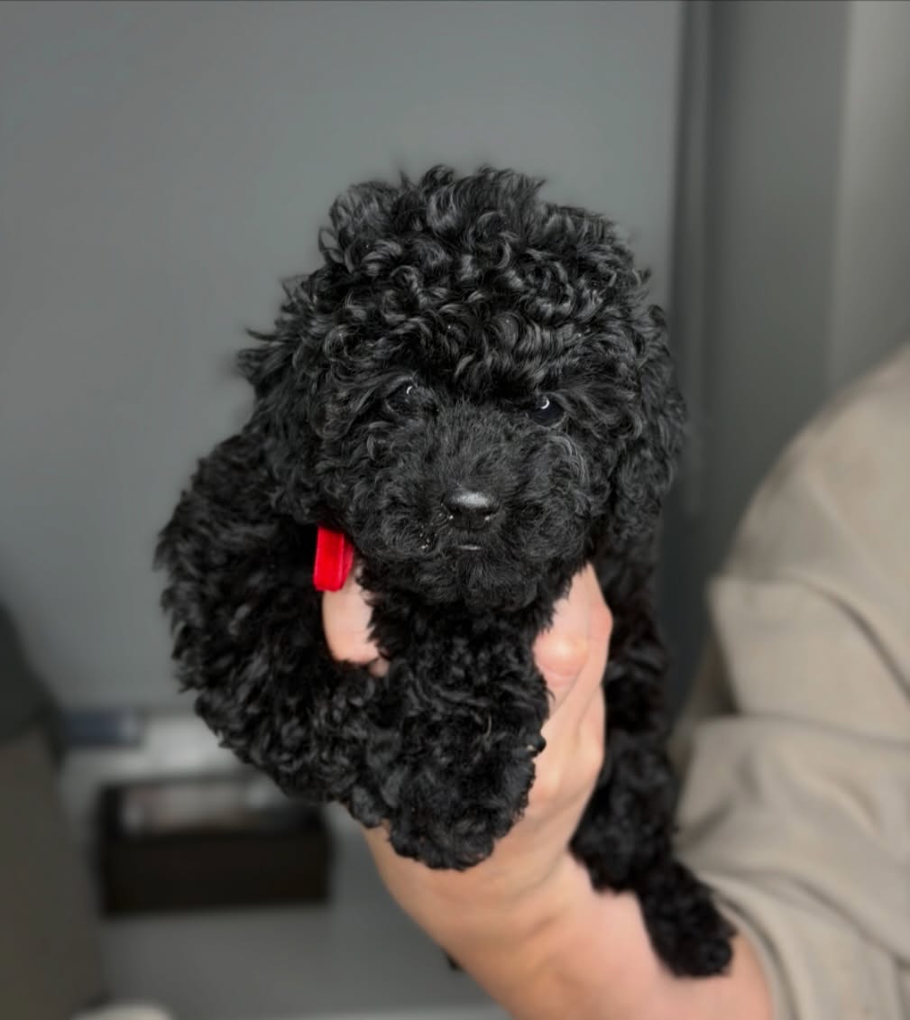 Black curly puppy held in a pair of hands; sold photo is softly blurred