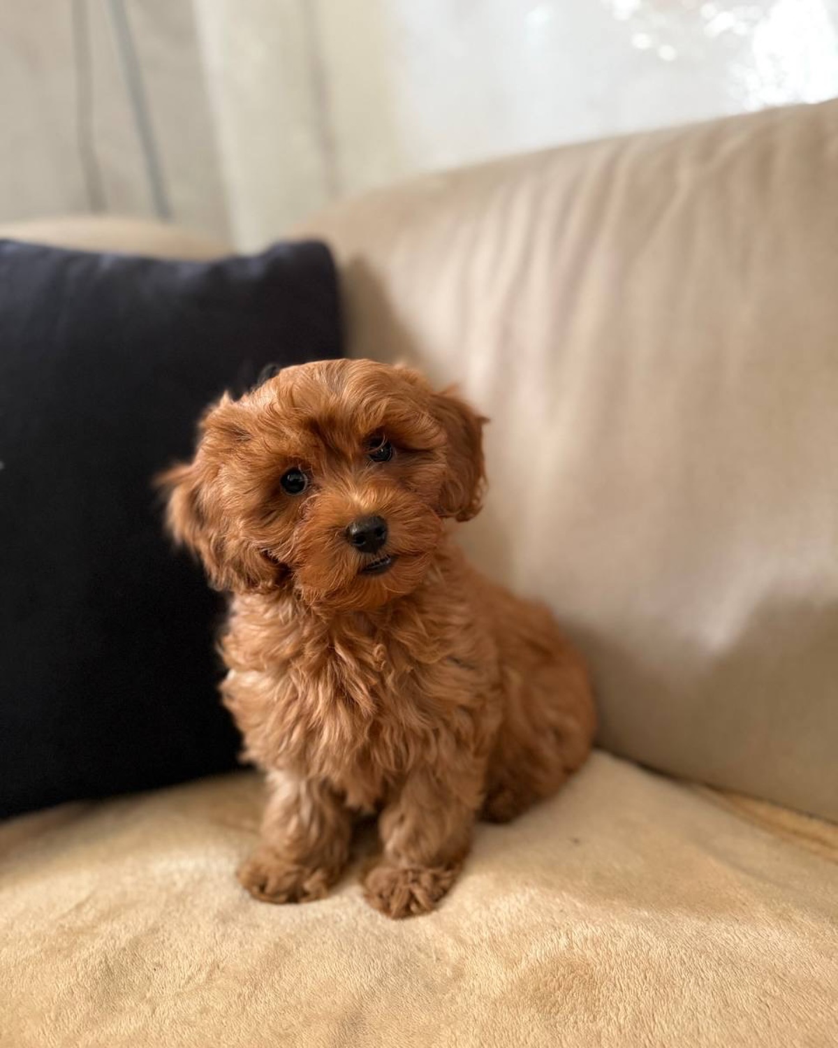 Brown curly puppy sitting on a light couch; sold photo is softly blurred