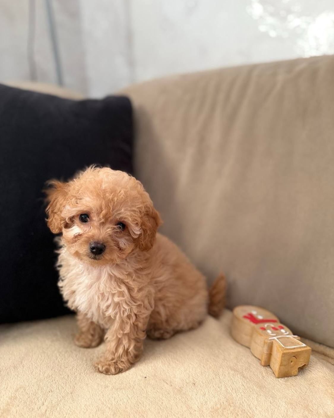 Small apricot puppy sitting beside a plush toy; sold photo is softly blurred