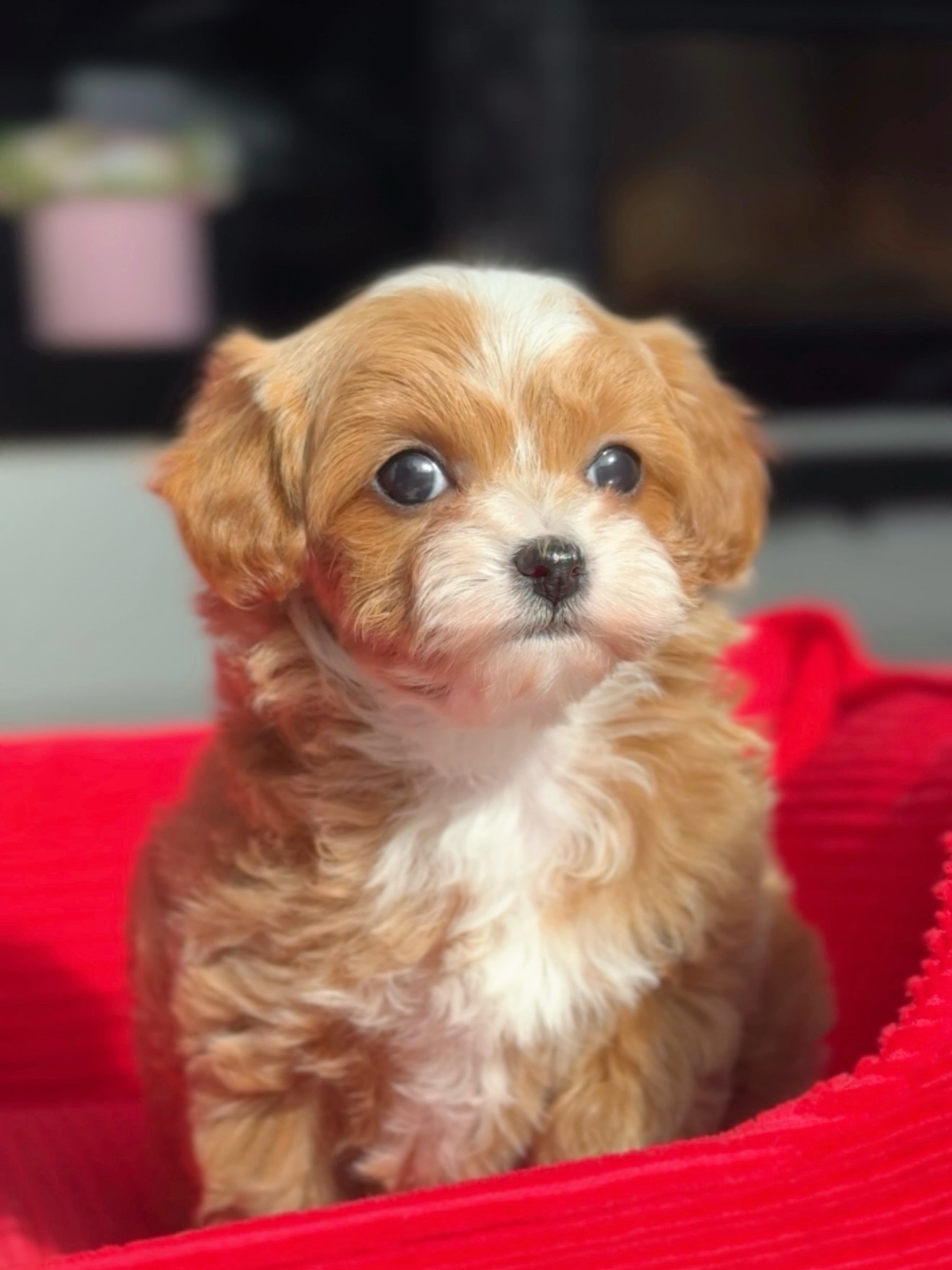 Apricot-and-white Toby sitting in a red dog bed and looking toward the camera