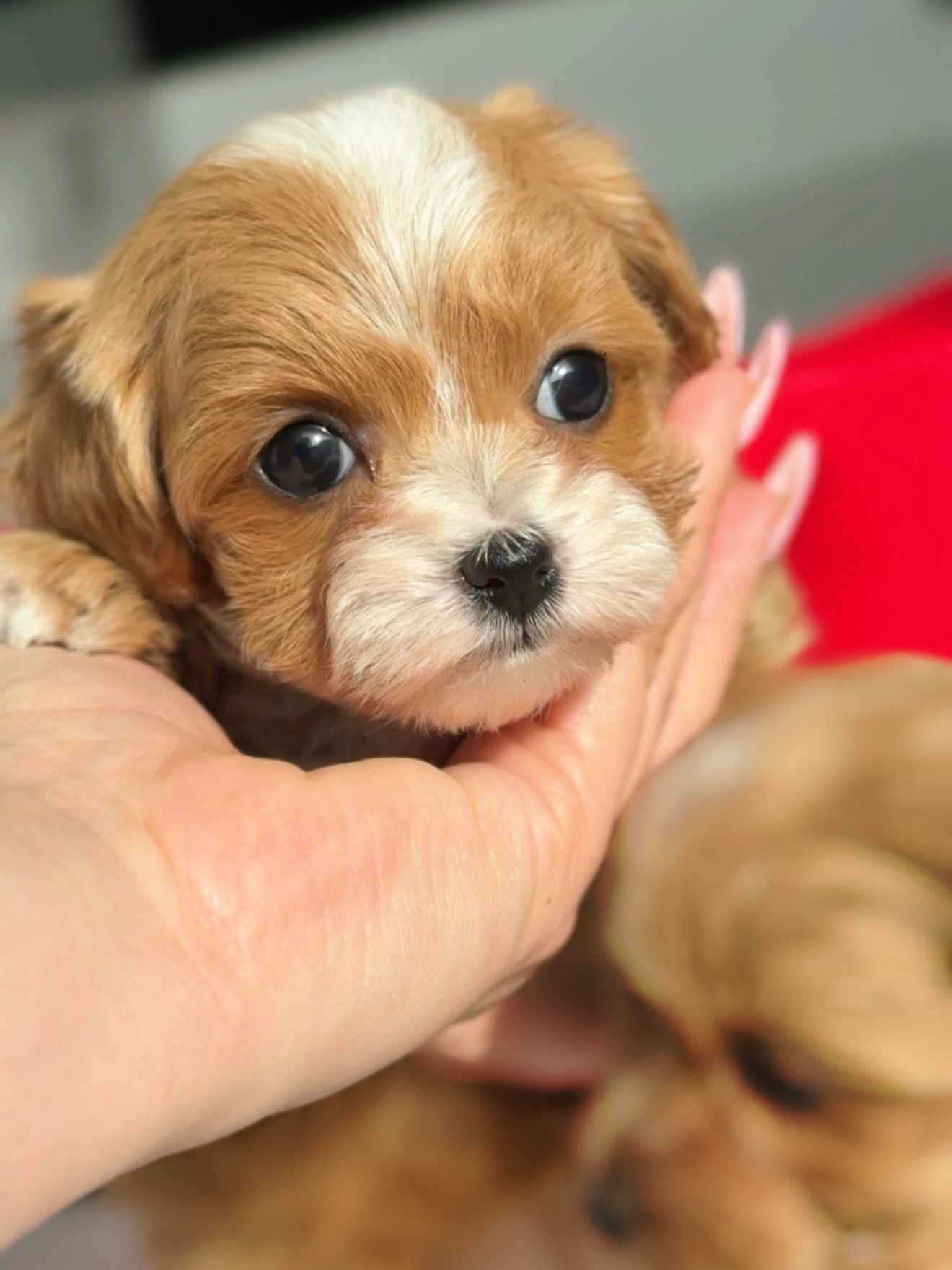 Close-up of Toby resting gently in a person's hand