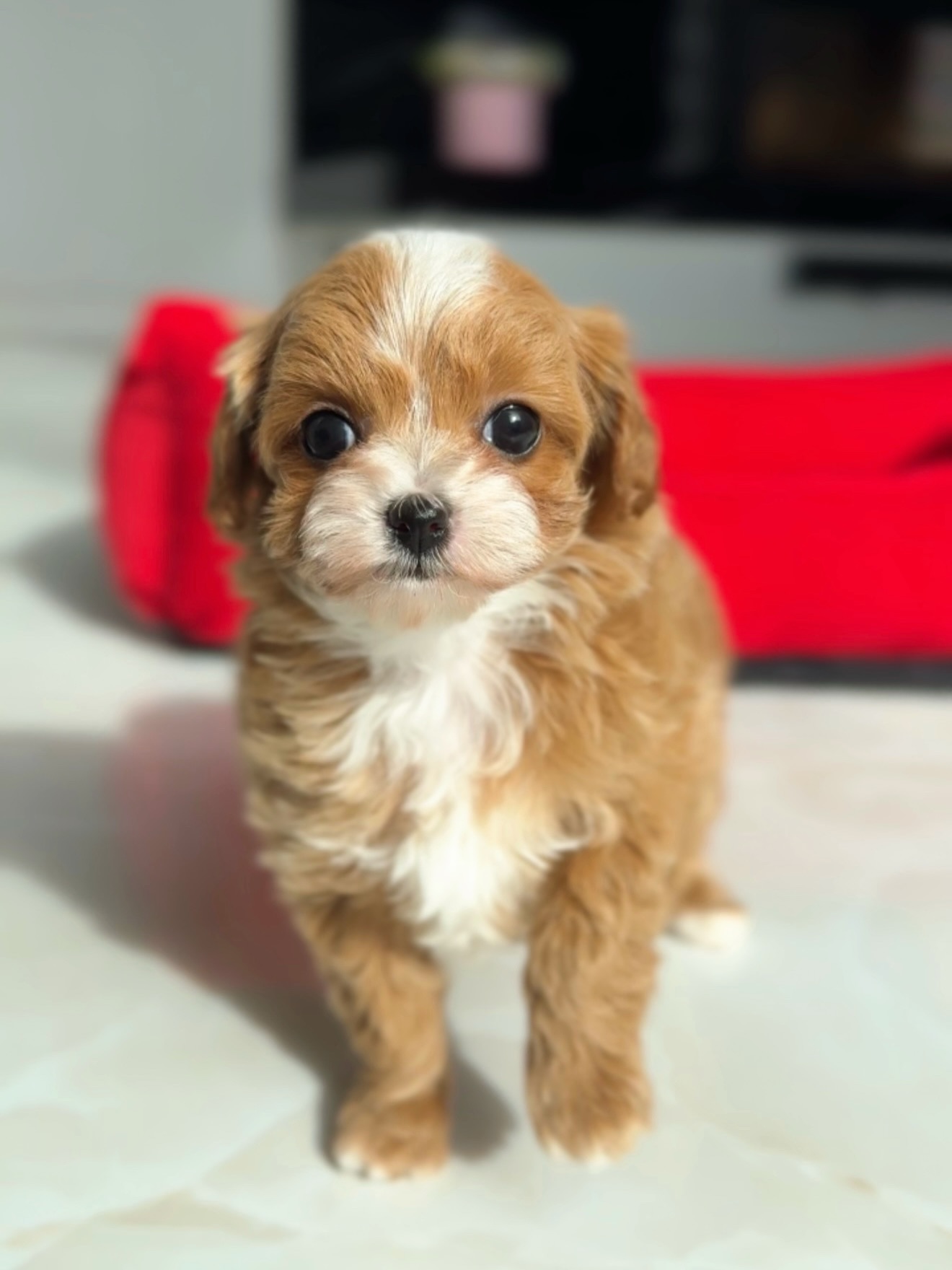 Toby standing and facing the camera on a light floor