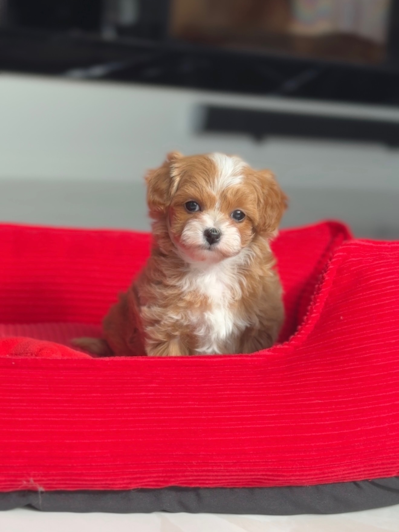 Toby sitting toward the back of a bright red dog bed